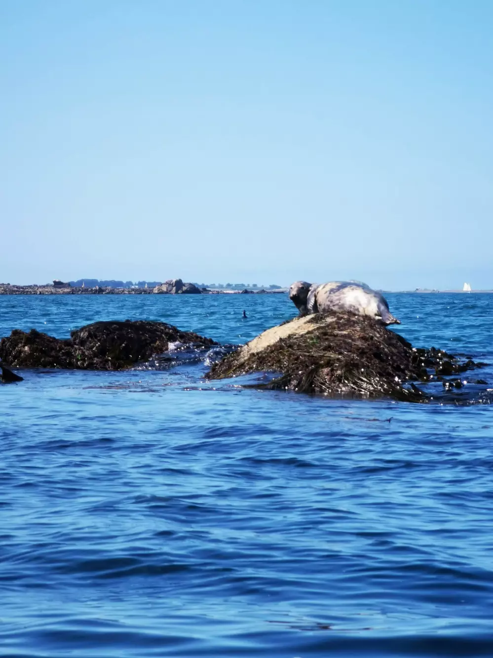 Phoque gris en baie de Morlaix