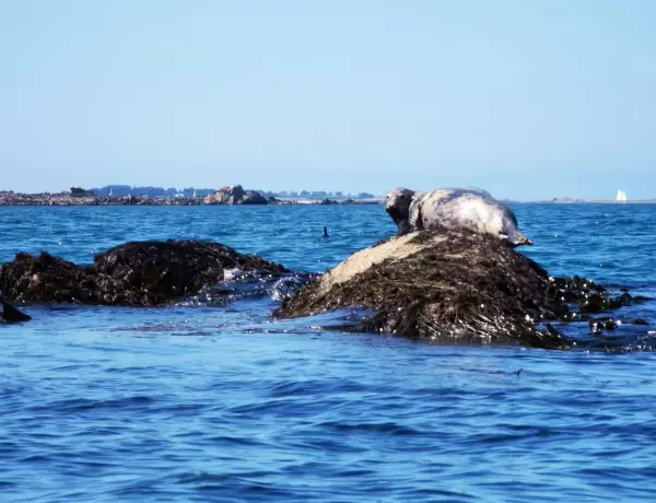 Gray seal in the bay of Morlaix